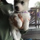 siberian-husky-male-puppy-other-ahmadabad