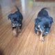 rottweiler-pups-ready-now-rottweiler-duki