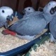 baby-parrots-and-fertile-eggs-african-grey-parrot-abbottabad