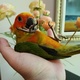 sun-conure-babies-other-lahore