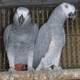 african-grey-parrot-available-for-new-home-african-grey-parrot-karachi-2