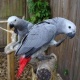 two-african-grey-parrots-for-adoption-other-qaidabad
