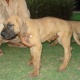 great-danes-for-sale-great-dane-lahore-2