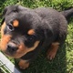 male-and-female-rottweiller-pups-yorkshire-terrier-islamabad-2