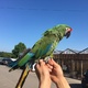 military-macaw-for-sale-macaws--2