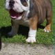 british-bulldog-puppys-for-sale-other-lahore-cantt