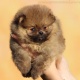 pomeranian-boo-teacup-male-puppy-pomeranian-hatri