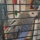african-grey-parrot-african-grey-parrot-karachi