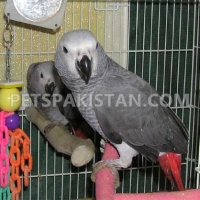 a-pair-of-talking-african-grey-parrots-african-grey-parrot-karachi-2