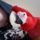 talking-scarlet-macaw-pair-cage-macaws-lahore