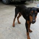 pure-doberman-for-sale-doberman-lahore-2