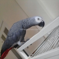 male-and-female-african-grey-parrots-for-adoption-african-grey-parrot-ahmadpur