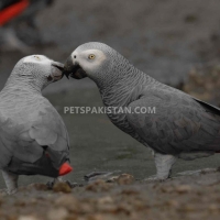 a-pair-of-talking-african-grey-parrots-whatsapp-12486625079-african-grey-parrot-badhber