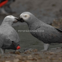 a-pair-of-talking-african-grey-parrots-whatsapp-12486625079-african-grey-parrot-karachi