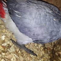 african-grey-african-grey-parrot-bahawalpur