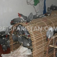 australian-parrots-pigeons-parakeet-australian-budgies-sinjhoro-3