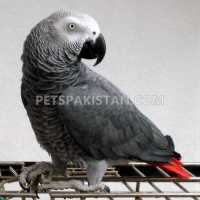 parrots-african-greys-amazons-conures-electus-fertile-eggs-macaws-abdul-hakim-4