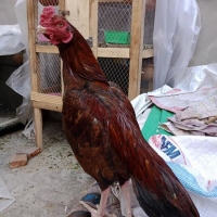 aseel-for-sale-hens-hafizabad-3