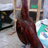 aseel-for-sale-hens-hafizabad-2