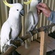 for-sale-parrots-parrot-eggs-and-feathers-cockatoos-karachi