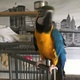 macaw-parrot-macaws-chachro