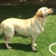 show-lab-for-sale-labrador-retriever-hasan-abdal