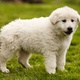 white-swiss-shepherd-other-lahore