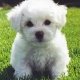 akc-awesome-bichon-frise-other-chichawatni
