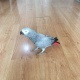 super-silly-tame-congo-african-gery-parrot-other-amangarh-industrial-area
