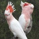 pair-of-major-mitchell-s-cockatoo-parrots-for-sale-cockatoos-karachi-3