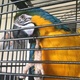 macaw-parrot-macaws-chachro-2