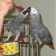 parrot-for-adoption-african-grey-parrot-abbottabad