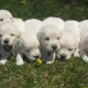 m-f-health-guarantee-golden-retriever-puppies-for-sale-500-golden-retriever-chani-goth-1