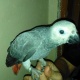 grey-congo-parrot-african-grey-parrot-karachi-2