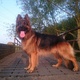 german-shepherd-old-english-straight-backed-type-other-lahore