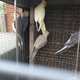 8-pairs-of-cocktails-parrots-for-adoption-cockatiel-parrots-islamabad-1