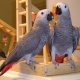 african-grey-parrot-african-grey-parrot-islamabad