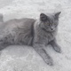 cat-for-sale-persian-cats-lahore