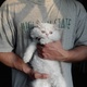 persian-kitten-persian-cats-lahore