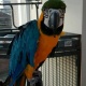 blue-and-gold-macaw-other-burhan