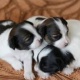 puppy-for-adoption-afghan-hound-abadi-jalalpur-pirwala