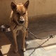 german-shepherd-and-lab-mix-rare-for-sale-other-karachi