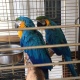 macaw-parrots-other-lahore