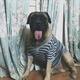 bullmastiff-available-for-mating-other-karachi-4
