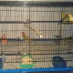red-blue-oplaine-rump-red-cinnamon-rosella-chicks-for-sale-rosella-islamabad-2