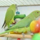 parrots-and-parrot-eggs-indian-ringneck-d-m-c-east