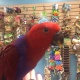 vosmaeri-eclectus-other-ali-pur