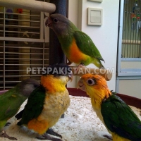 parrots-african-greys-amazons-conures-electus-fertile-eggs-macaws-abdul-hakim-2