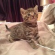 beautiful-bengal-kitten-ready-now-other-bherowal