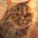 my-cute-cats-persian-cats-karachi-2